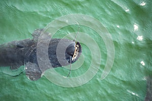 Giant catfish in the cooling pond