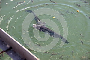 Giant catfishes, Chornobyl zone