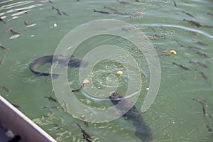 Giant catfishes, Chornobyl zone