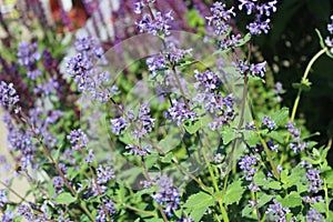 Giant catmint