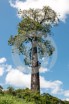 The Giant Cavanillesia Umbellata Tree