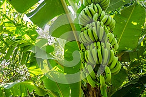 Giant cavendish banana bunch on the plantation