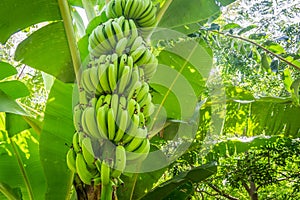 Giant cavendish banana bunch on the plantation