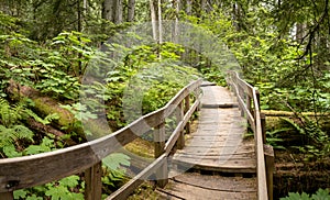 Giant Cedars Boardwalk in the Columbia Mountains Ã¢â¬â an old-growth rain forest, in Mount Revelstoke National Park of Canada