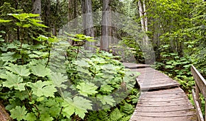 Giant Cedars Boardwalk in the Columbia Mountains â€“ an old-growth rain forest, in Mount Revelstoke National Park of Canada