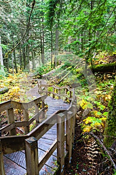 Giant Cedars Boardwalk at Mount Revelstoke in British Columbia