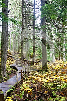 Giant Cedars Boardwalk at Mount Revelstoke in British Columbia