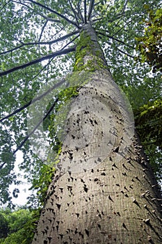 Giant ceiba tree