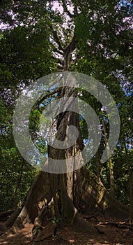 Giant ceiba tree at La Ceiba Trail in Parque Nacional Volcan Arenal in Costa Rica