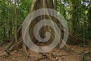 Giant ceiba tree at La Ceiba Trail in Parque Nacional Volcan Arenal in Costa Rica