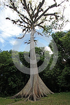 Giant Ceiba tree in Tikal, Guatemala