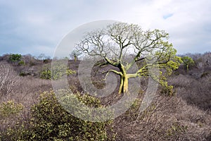 Giant ceiba trees grows up in the coast of Ecuador