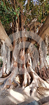 Giant centennial ficus with large branches and huge trunk photo