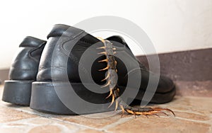 Giant centiped hiding in shoes