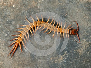 Giant centipede on cement floor