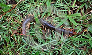 Giant centipede on green grass photo