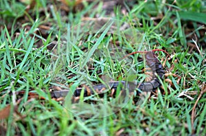 Giant centipede on green grass