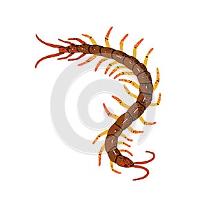 Giant centipede, Scolopendra gigantea. Poison insect with many legs. Dangerous Amazonian arthropod animal. Tropical