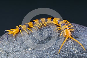 Giant Centipede / Scolopendra hardwickei
