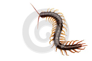 Giant centipede Scolopendra subspinipes isolated on white background.