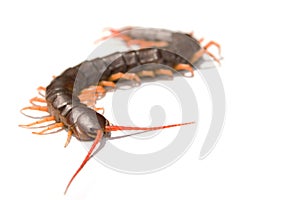 Giant centipede Scolopendra subspinipes isolated on white background.