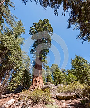 Giant and centuries-old sequoias in the forest of Sequoia National Park, California, USA photo