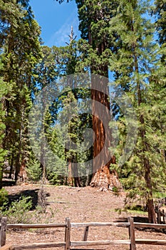 Giant and centuries-old sequoias in the forest of Sequoia National Park, California, USA