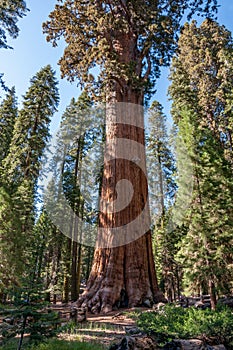 Giant and centuries-old sequoias in the forest of Sequoia National Park, California, USA photo