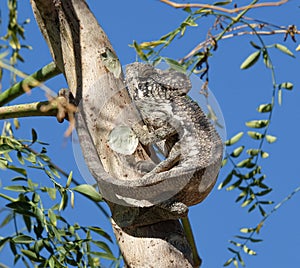 Giant Chameleon Furcifer Oustaleti, seen in the South of Madagascar 