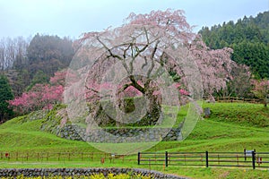 A giant cherry tree blooming in a foggy spring garden