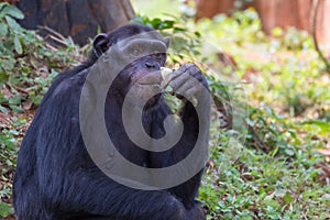 Giant chimpanzee monkey eating banana.