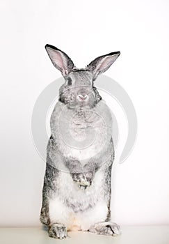 A Giant Chinchilla rabbit standing upright