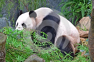 Giant Chinese Panda sitting while eating bamboo