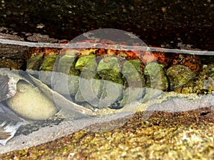 Giant Chiton (armadillo)