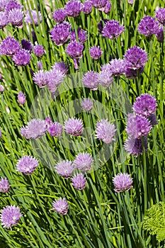 Giant Chives Allium schoenoprasum Sibiricum