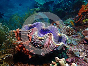 Giant clam ( tridacna gigas ) in colorful reef coral photo