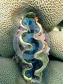 Giant clam with corals in sea, underwater landscape with sea life photo