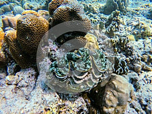 Giant clam in diving spot Surin island