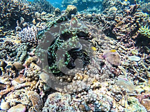 Gigante conchas en buceo el lugar isla 