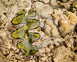 Giant Clam: Great Barrier Reef