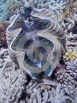 Giant Clam on the Great Barrier Reef, is the largest living bivalve mollusc photo