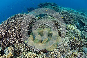 Giant Clam Growing on Healthy Coral Reef in Indonesia