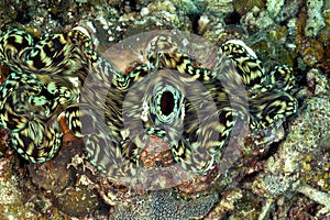 Giant Clam, Perhentian Island, Terengganu