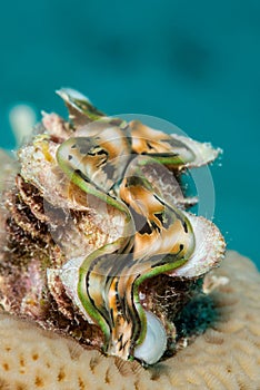 Giant clam portrait Philippines coral reef