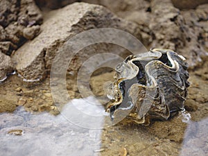 Giant Clam in samaesarn beach , Chonburi , Thailand