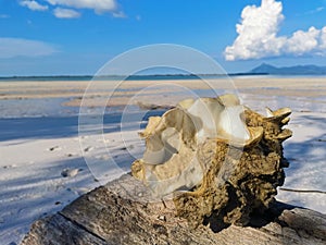 Giant clam shell on the beach in Balambangan Island, Kudat.