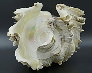 Giant Shell