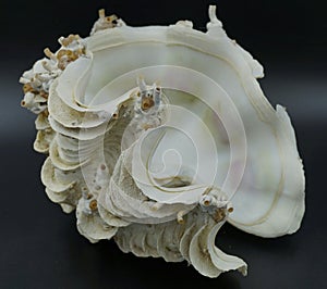 Giant Shell