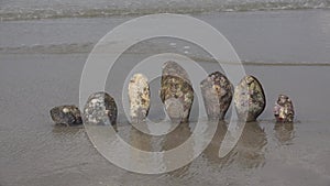 Giant clam shells on a beach in Thailand.