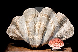 Giant clam Tridacna gigas bivalve mollusk and scallop shell specimens